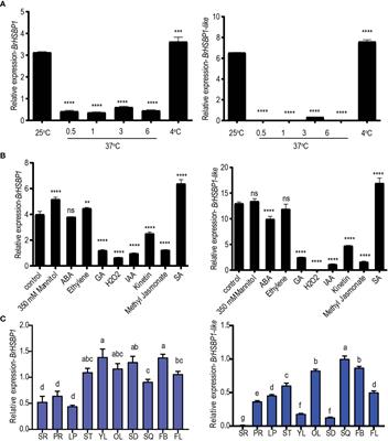 Heat shock factor binding protein BrHSBP1 regulates seed and pod development in Brassica rapa